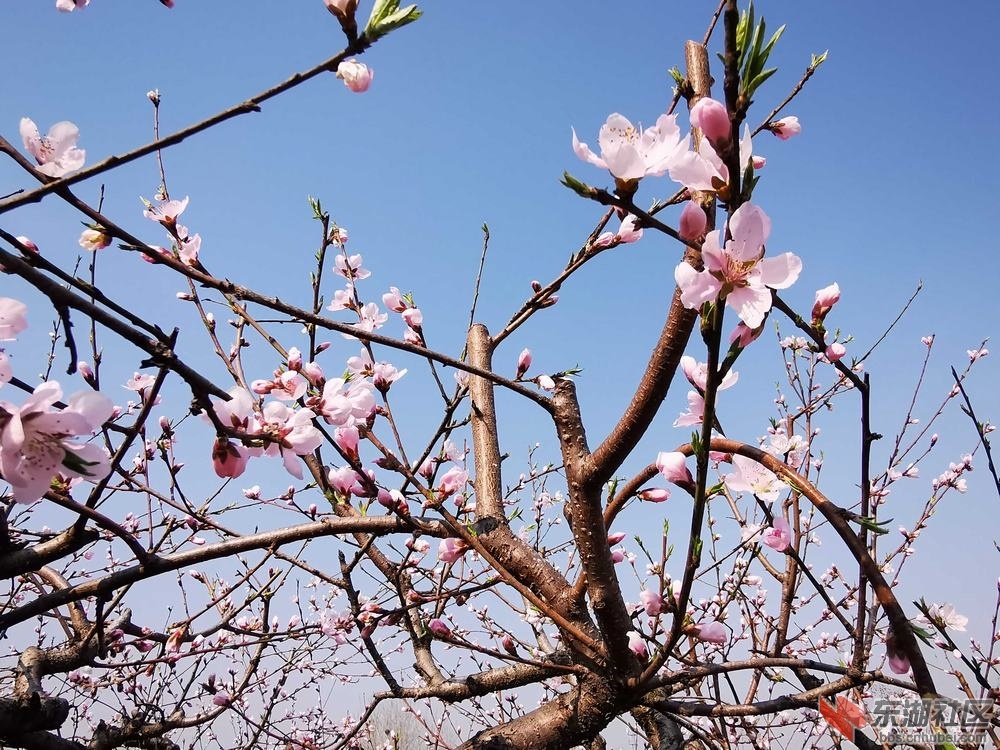 桃花08.jpg