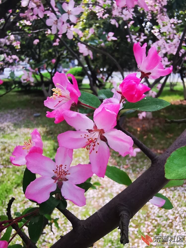 海棠14.jpg