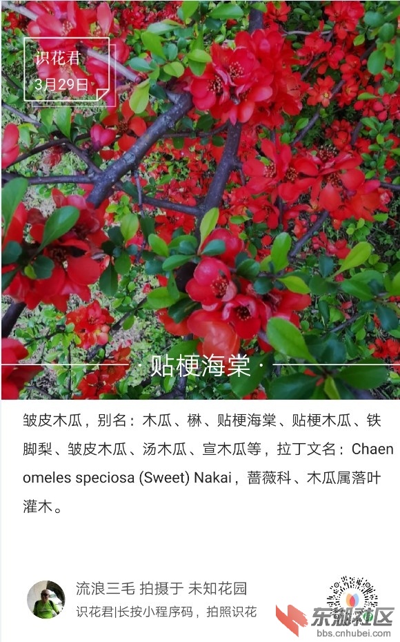 贴梗海棠01.jpg
