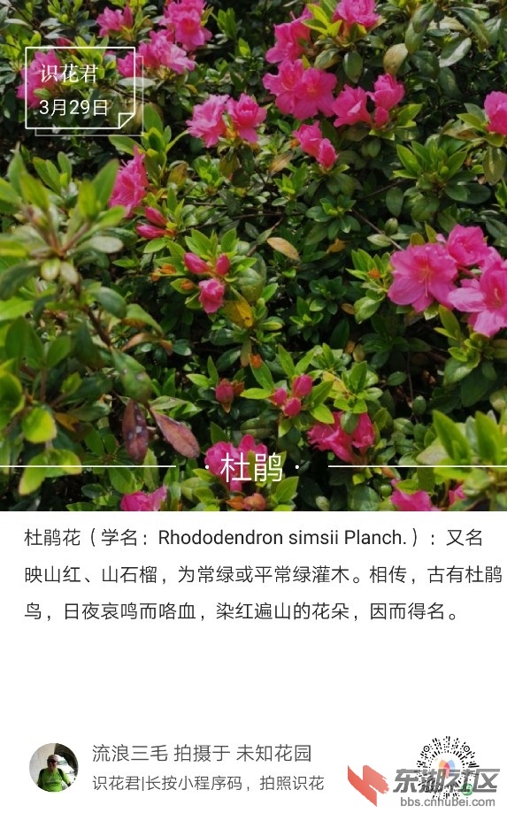 杜鹃01.jpg
