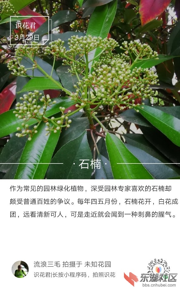 石楠01.jpg