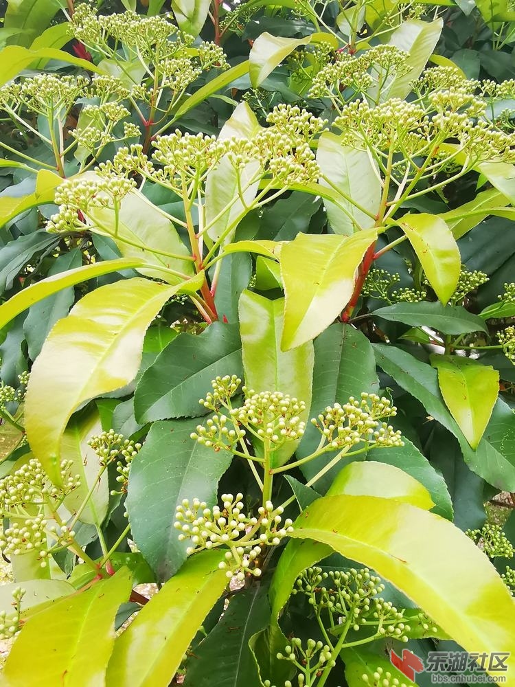 石楠03.jpg