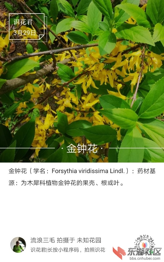 金钟花01.jpg