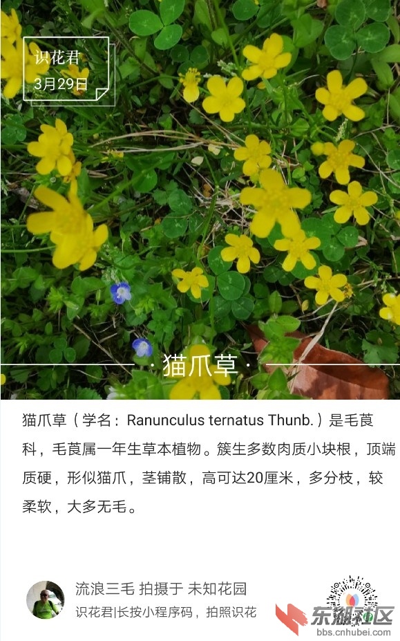 猫爪草01.jpg
