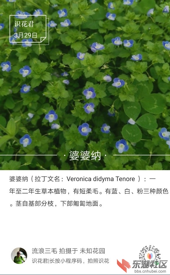 婆婆纳01.jpg