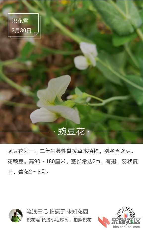 豌豆花01.jpg