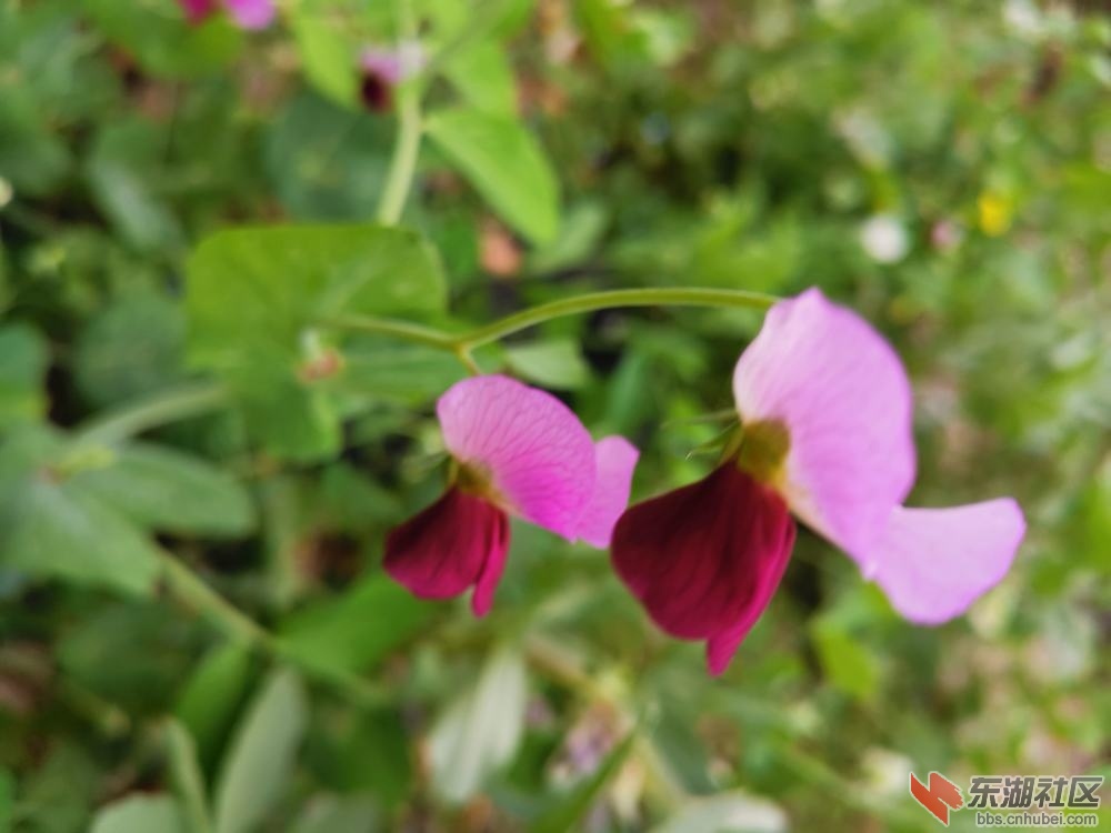 豌豆花03.jpg