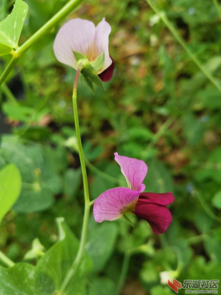 豌豆花02.jpg