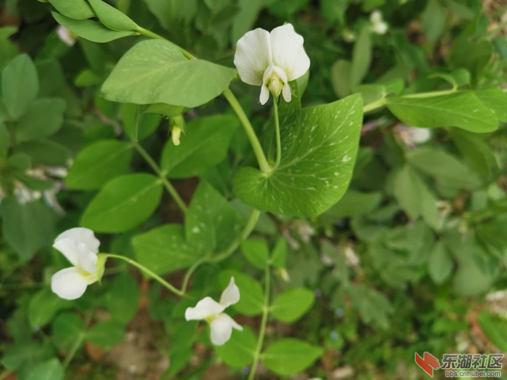 豌豆花04.jpg