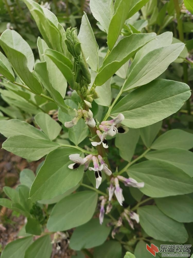 蚕豆花02.jpg