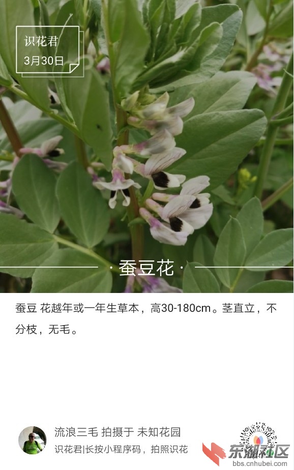 蚕豆花01.jpg