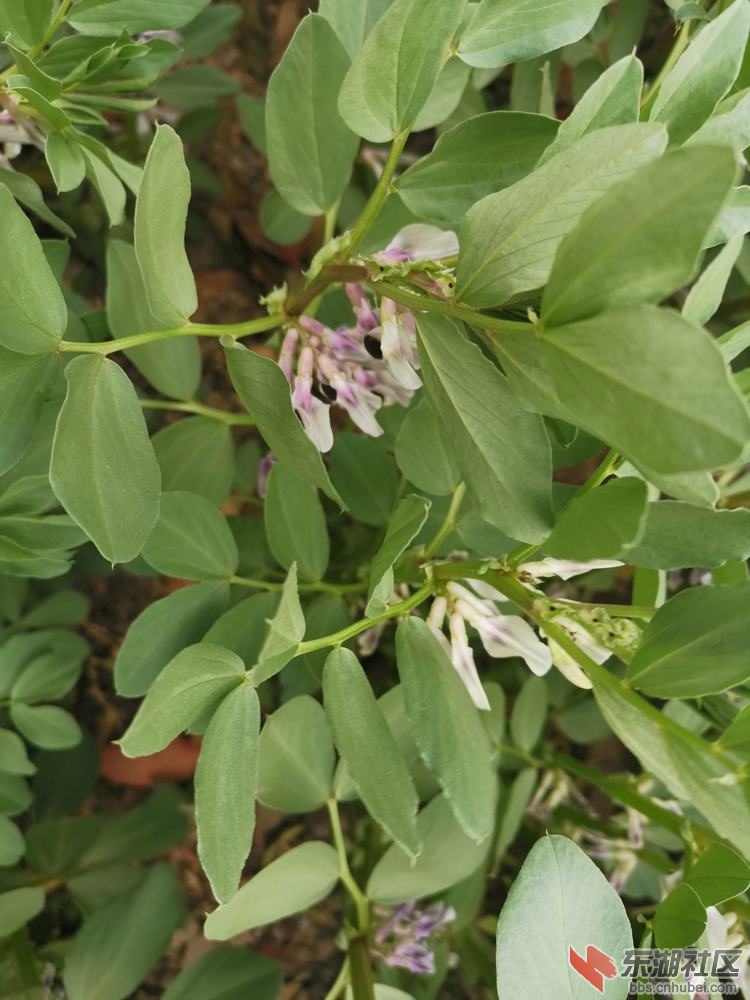 蚕豆花03.jpg