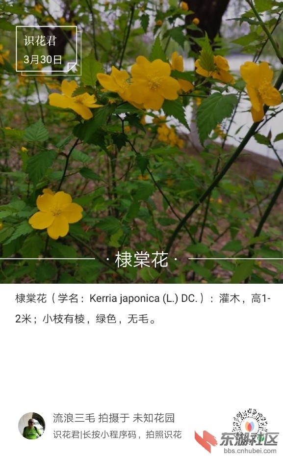 棣棠花01.jpg