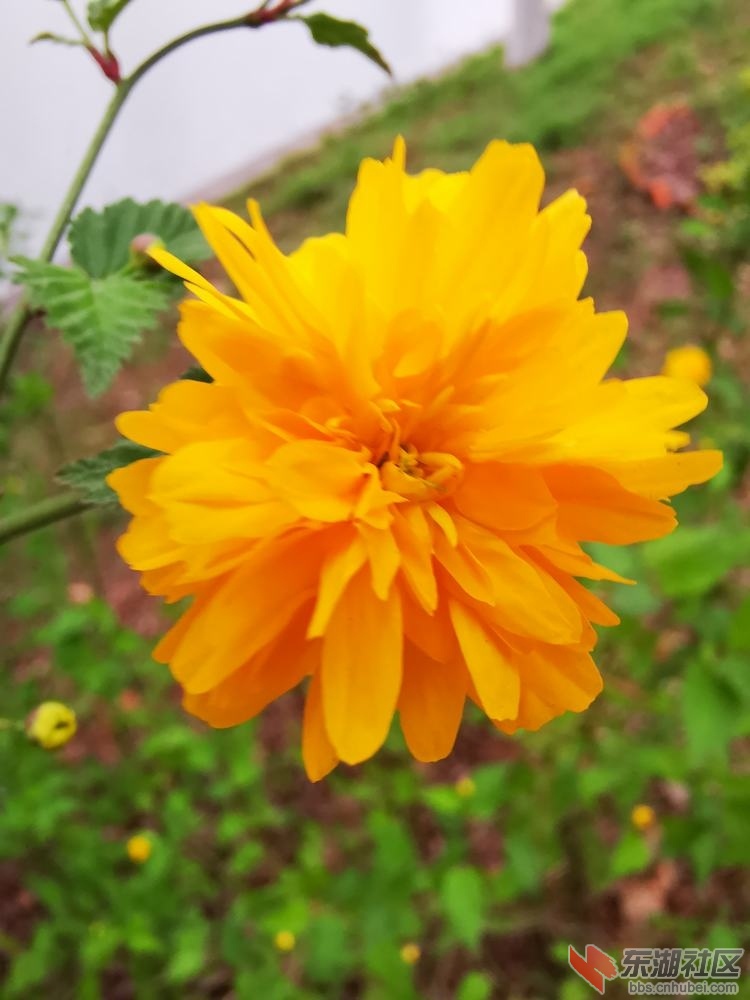 棣棠花04.jpg