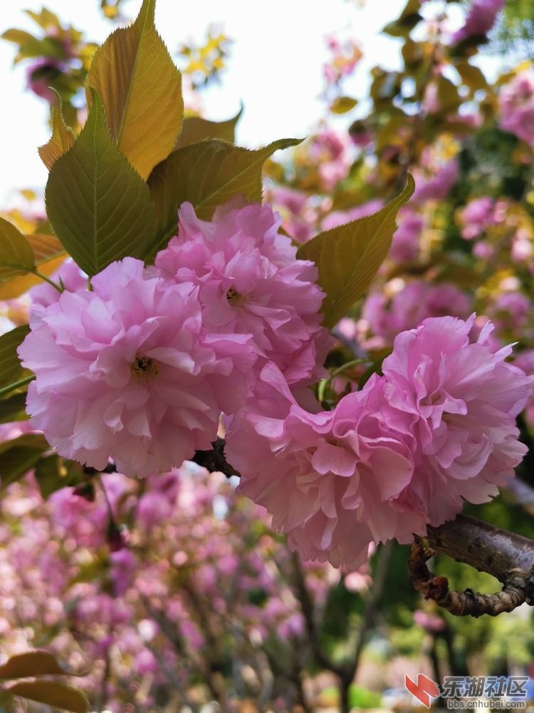 樱花09.jpg