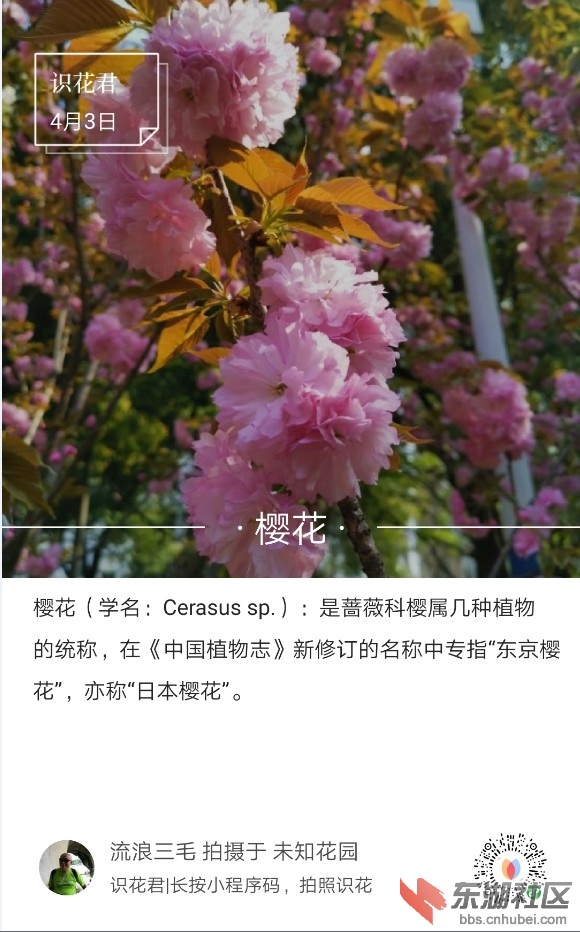 樱花07.jpg
