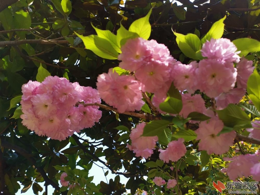 樱花11.jpg