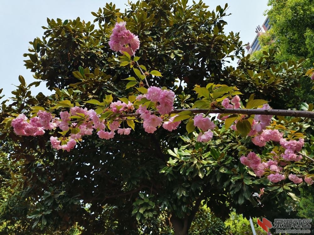 樱花12.jpg