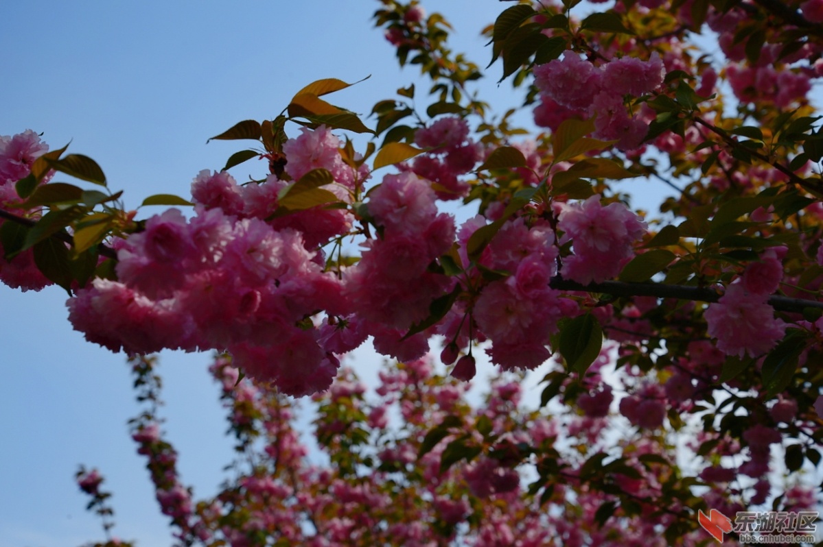 DSC_1878.jpg