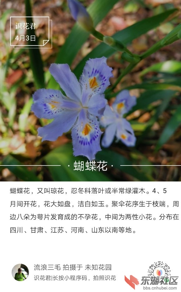 蝴蝶花01.jpg
