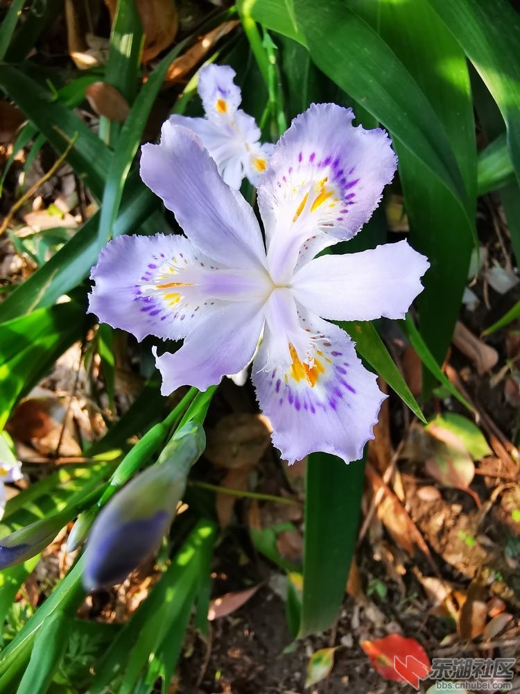 蝴蝶花02.jpg