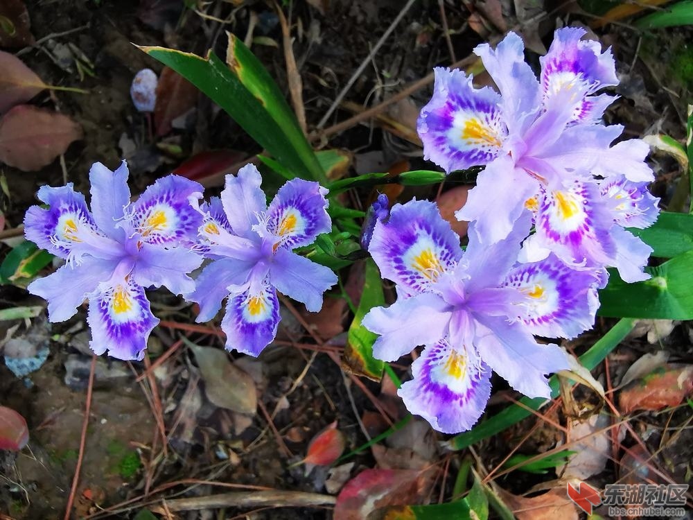 蝴蝶花06.jpg