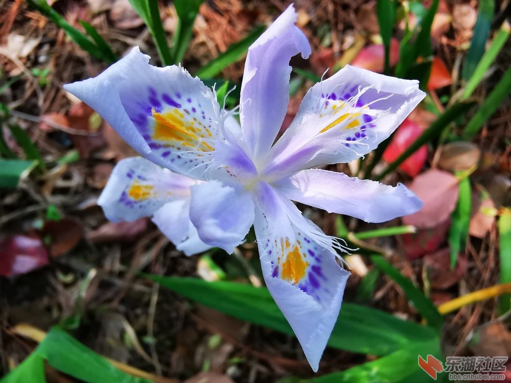 蝴蝶花05.jpg