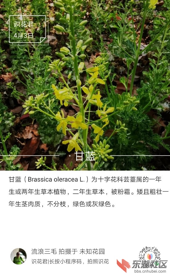 甘蓝01.jpg