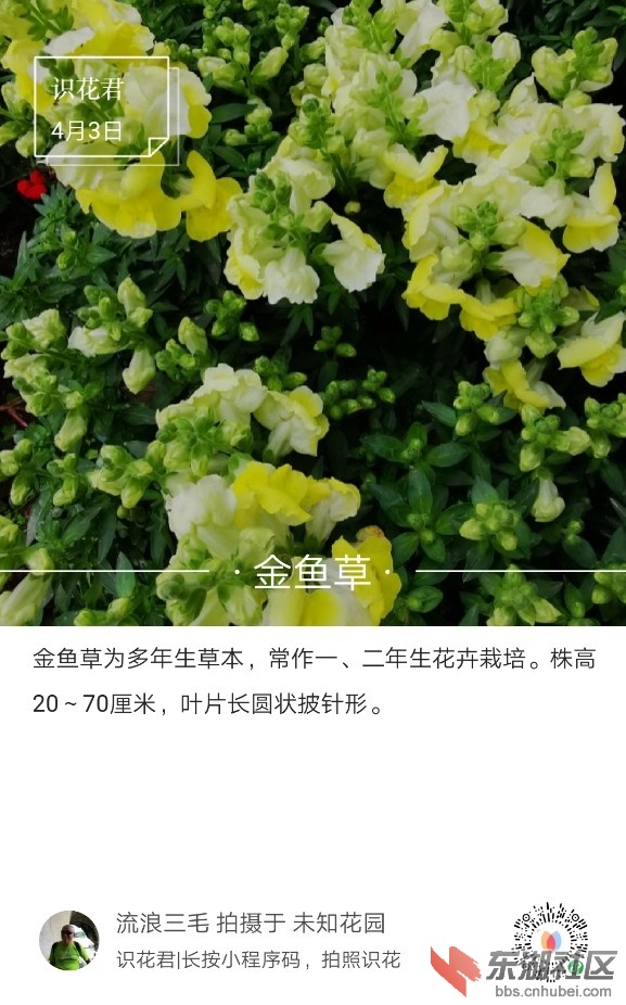 金鱼草01.jpg