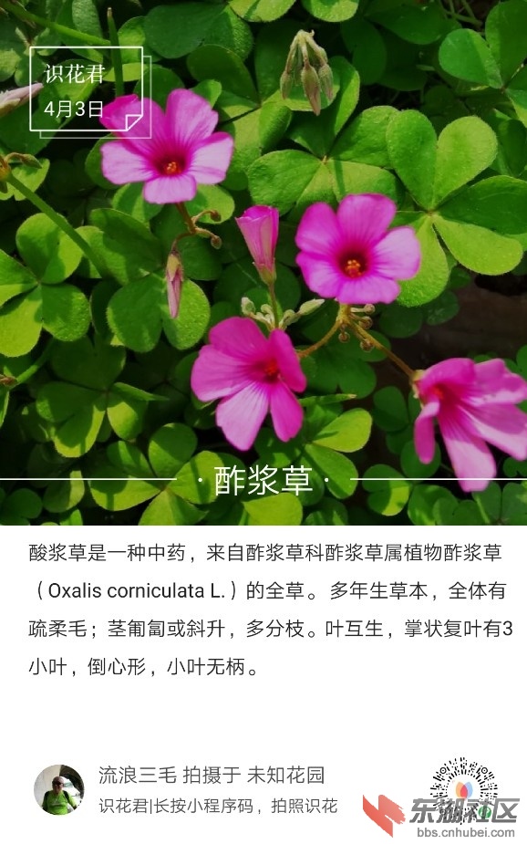 酢浆草01.jpg