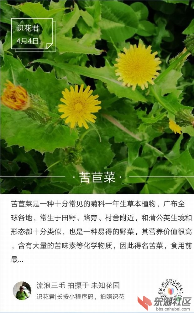 苦苣菜01.jpg
