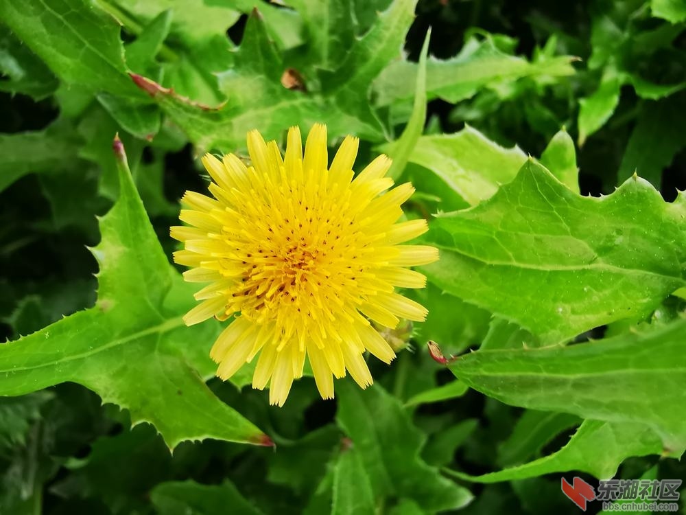 苦苣菜04.jpg