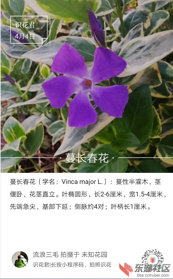 蔓长春花01.jpg
