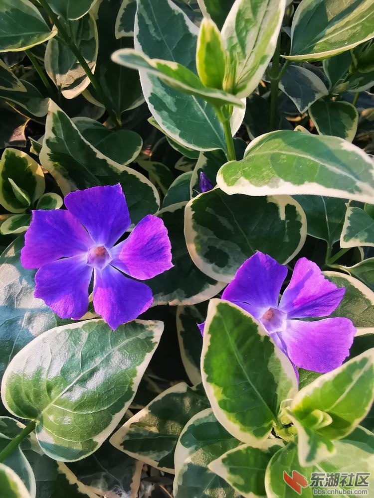 蔓长春花03.jpg
