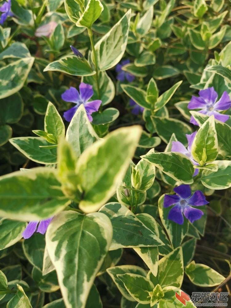 蔓长春花04.jpg