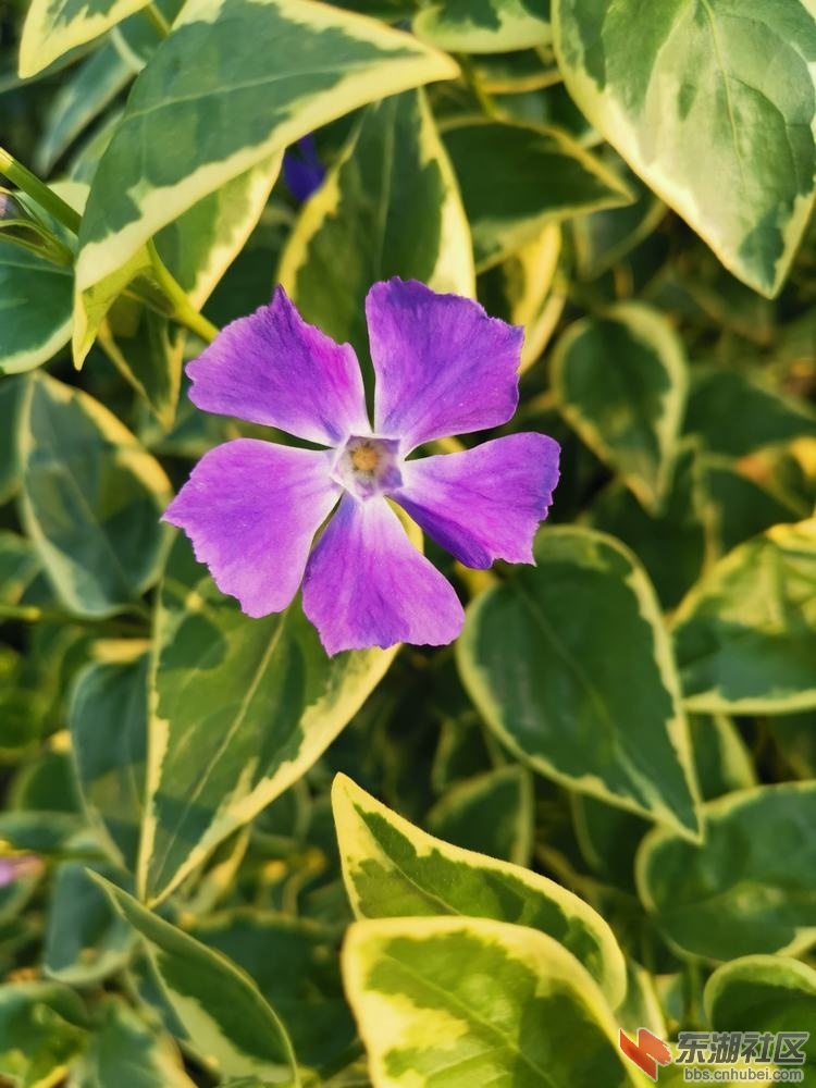 蔓长春花02.jpg