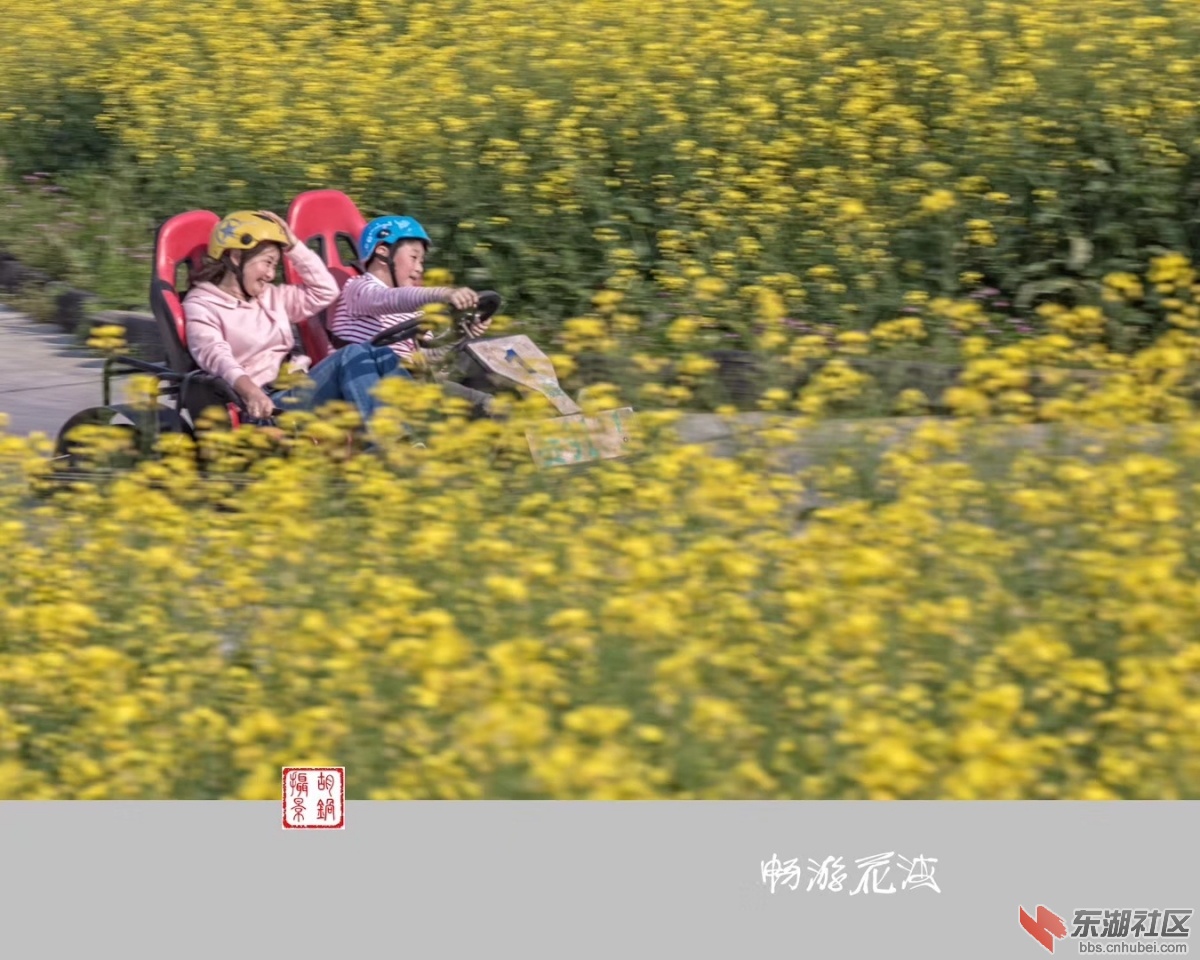 油菜花飙车.jpg