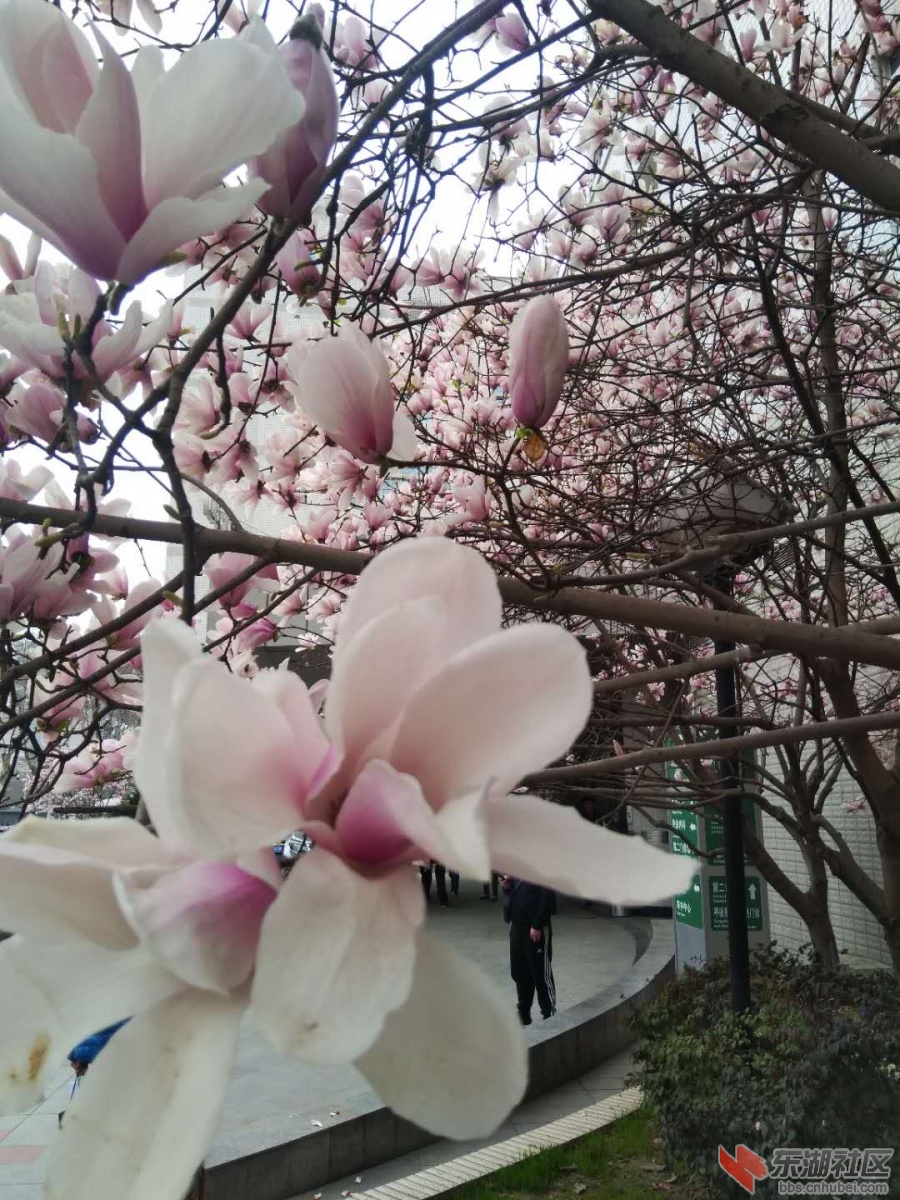 玉兰花.jpg