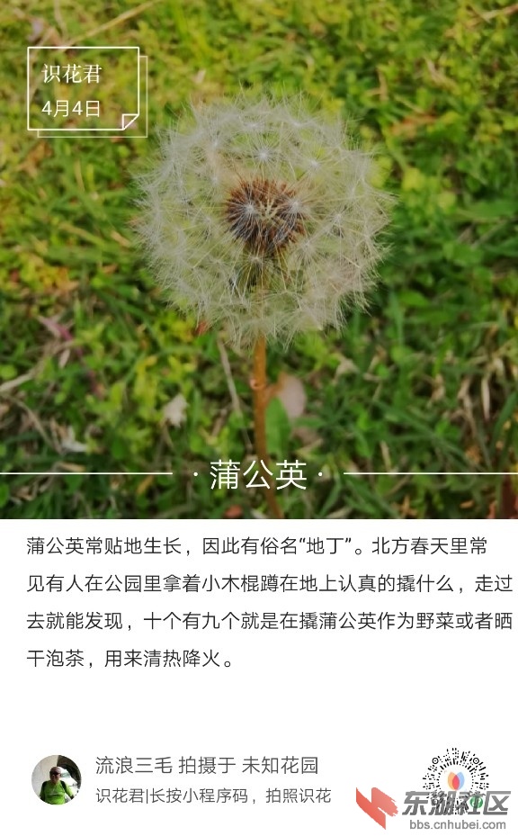 蒲公英05.jpg
