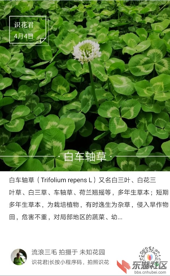 白车轴草01.jpg