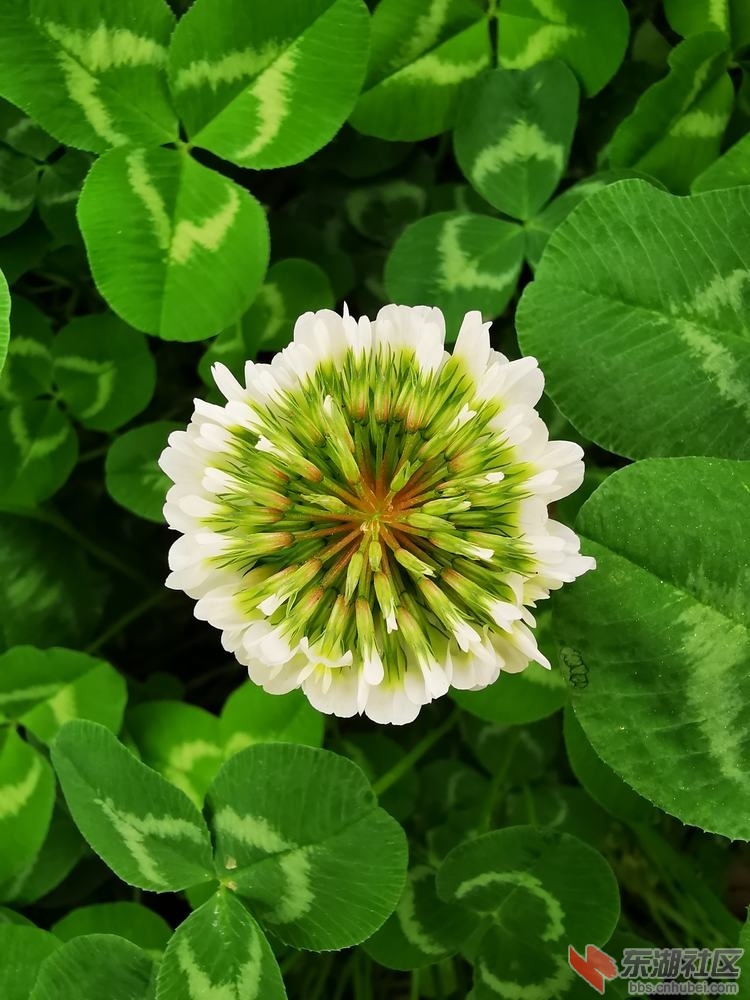 白车轴草02.jpg