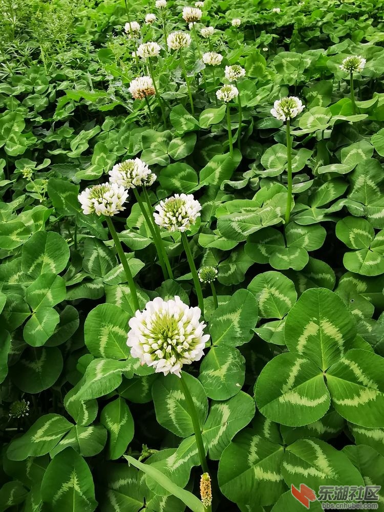 白车轴草04.jpg
