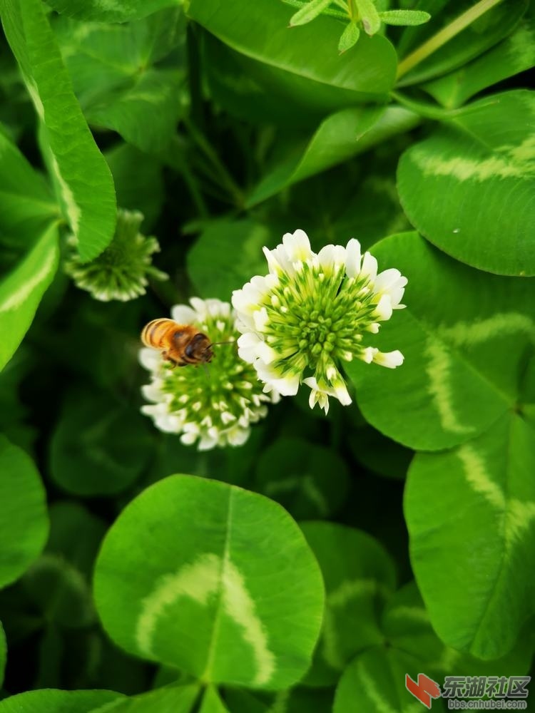 白车轴草03.jpg