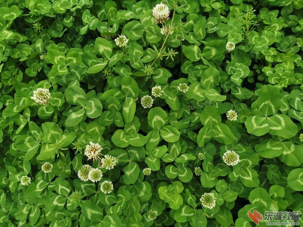 白车轴草06.jpg