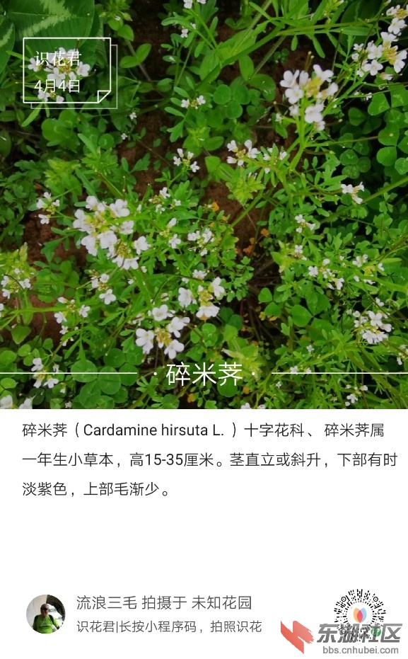 碎米荠01.jpg