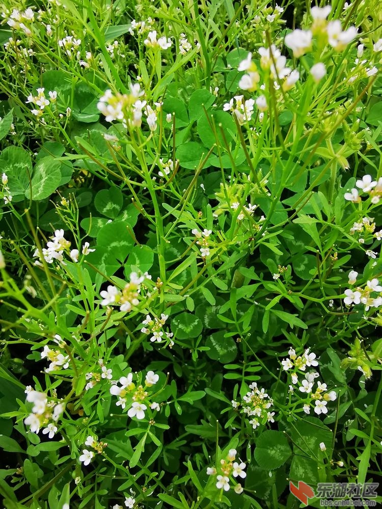 碎米荠02.jpg
