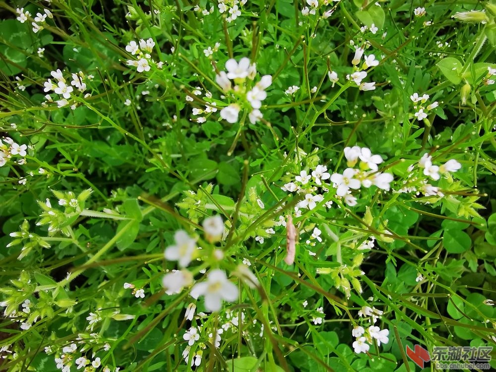 碎米荠03.jpg
