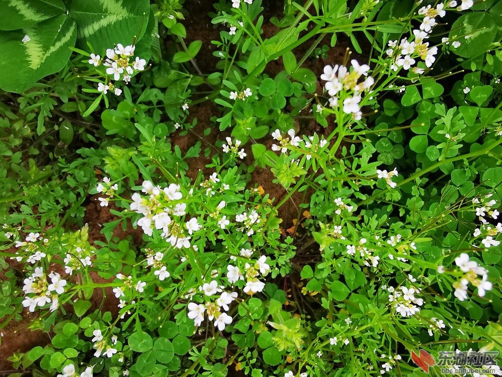 碎米荠04.jpg