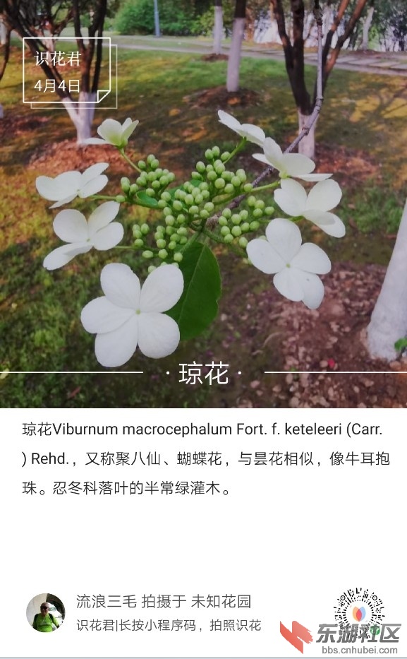 琼花01.jpg
