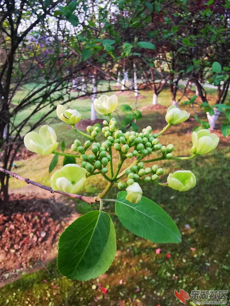 琼花02.jpg